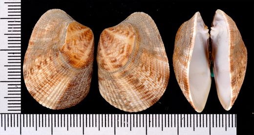 Anomalocardia cuneimeris 33mm