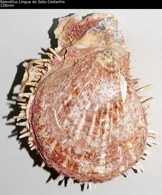 Spondilus Lingua de Gato Castanho 128mm