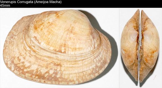 Venerupis Corrugata (Ameijoa Macha) 45mm