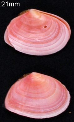 Tellina lineata Turton 21mm 3