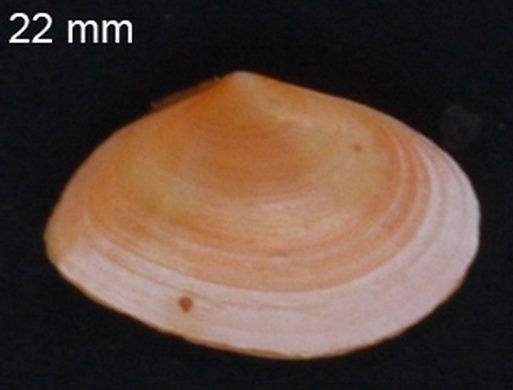 Bosemprella incarnata 22mm 2