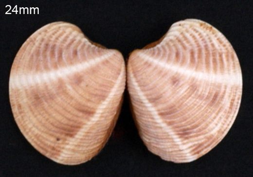 Chamelea striatula 24mm