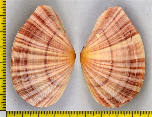 Tellinella virgata 65mm