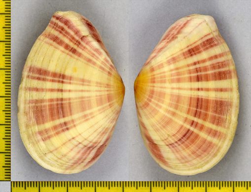 Tellinella virgata 58mm