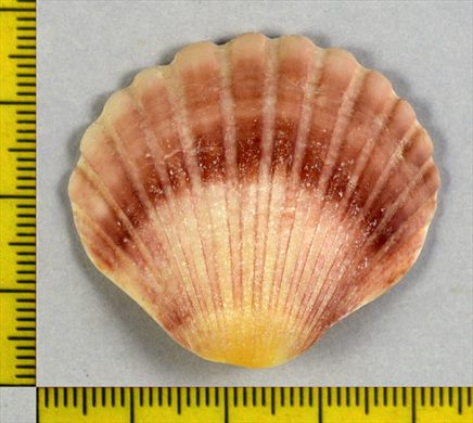 Vieira
