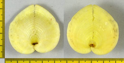 Corculum cardissa f. aequale