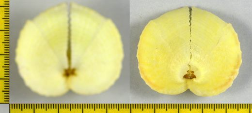 Corculum cardissa