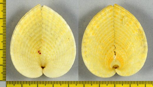 Corculum cardissa