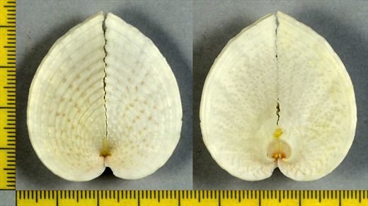 Corculum cardissa Concha