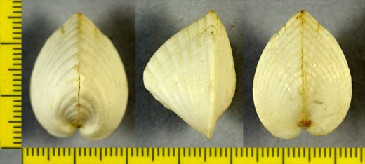 Lunulicardia hemicardium