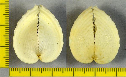Corculum cardissa