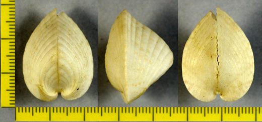 Lunulicardia hemicardium