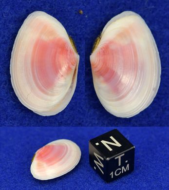 Conquilha cor-de-rosa e branca