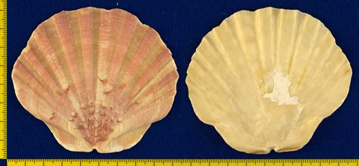 Pecten 93mm