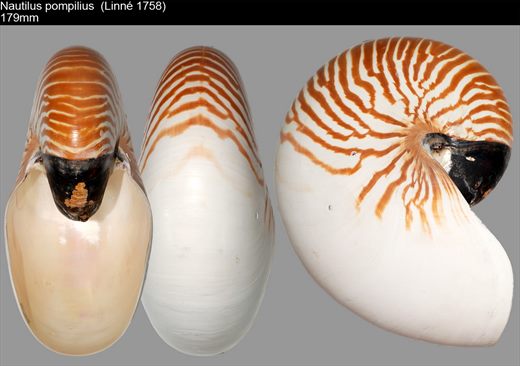 Nautilius Pompilius 179mm