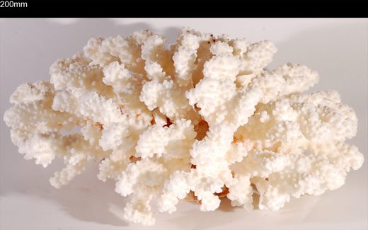 Coral 200mm