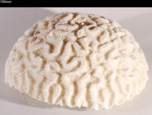 Coral 180mm