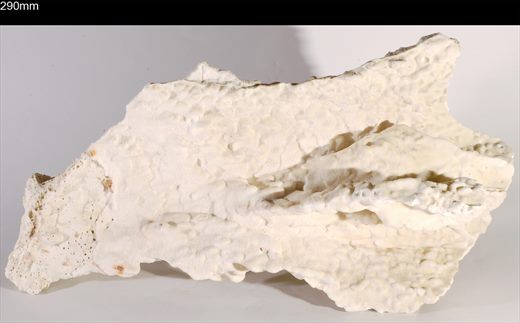 Coral 290mm