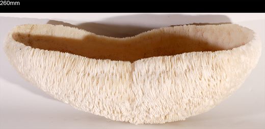 Coral 260mm