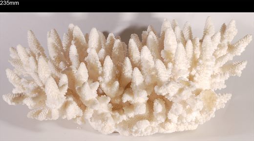 Coral 235mm