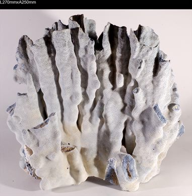 Coral 270mm