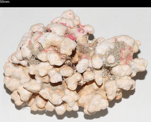 Coral 50mm
