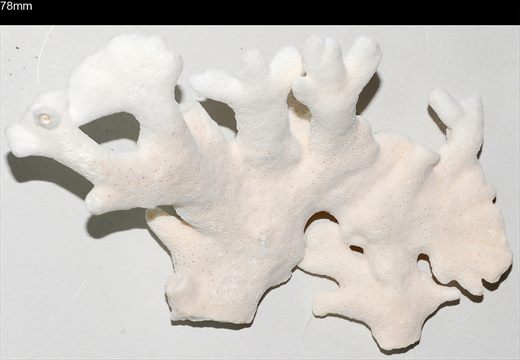 Coral 78mm