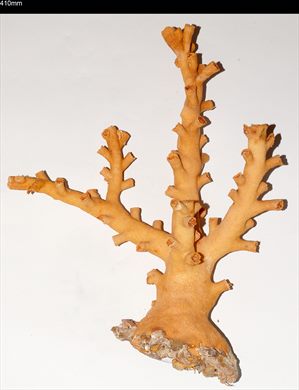 Coral 410mm