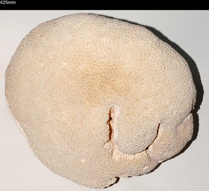 Coral 425mm