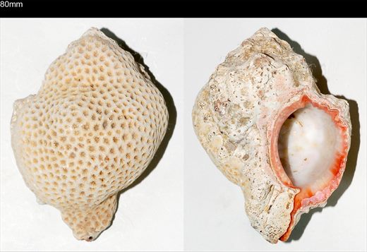 Coral 80mmm