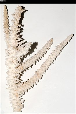 Coral 183mm
