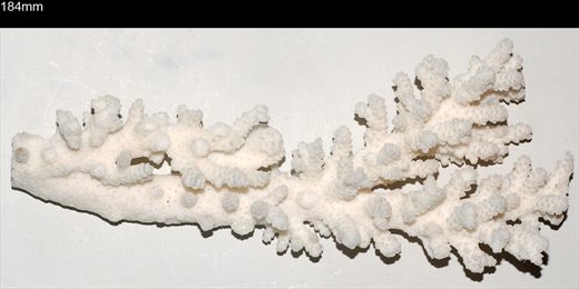 Coral 184mm