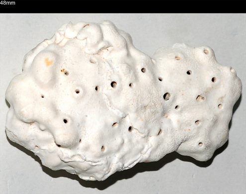 Coral 48mm