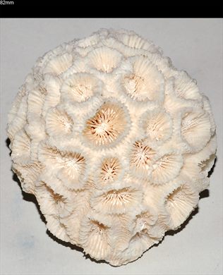 Coral 82mm