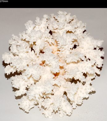 Coral 270mm