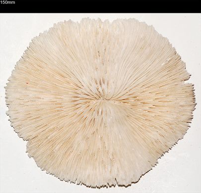 Coral 150mm