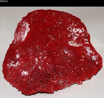 Coral 284mm