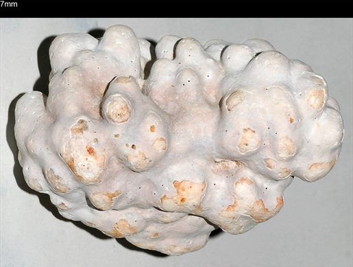 Coral 7mm