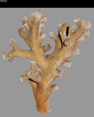 Coral 154mm