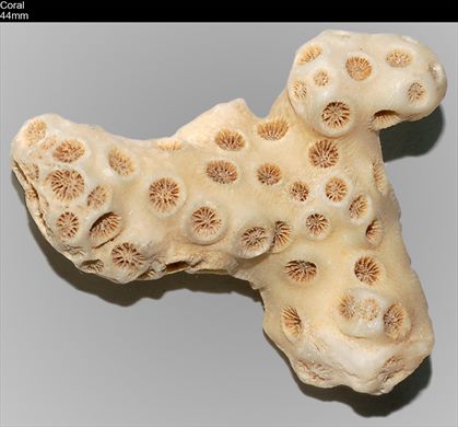 Coral 44mm