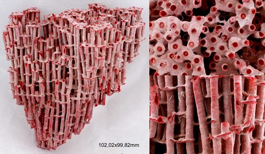 Coral 102,02mm
