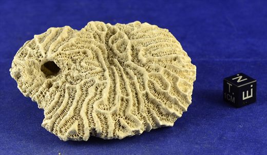Coral