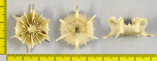 Trochocyathus longispina