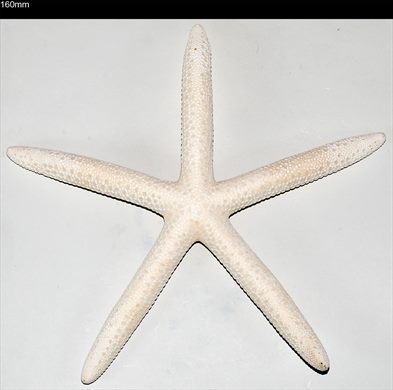 Estrela-do-mar 160mm