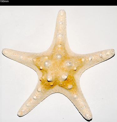 Estrela-do-mar 190mm