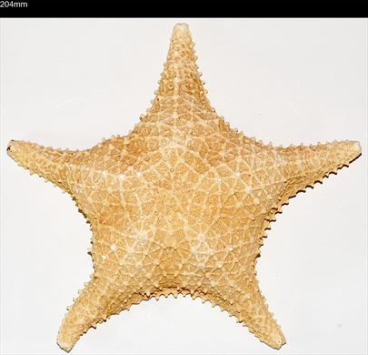 Oreaster reticulatus 204mm
