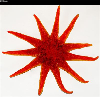 Estrela-do-mar 270mm