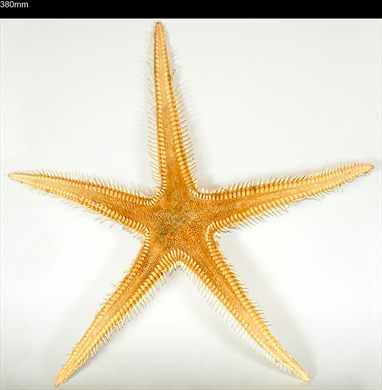Estrela-do-mar 380mm