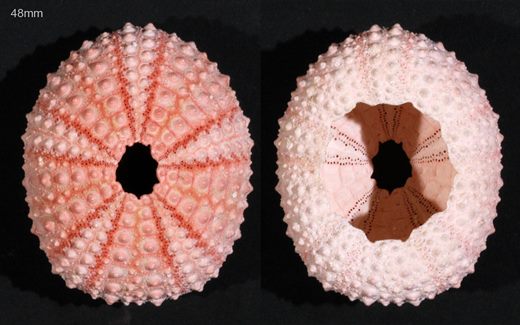 Echinoidea (Ourico sem pontas) 48mm