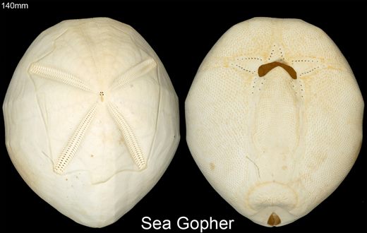 Echinocardium cordatum (Batata do mar) 140mm
